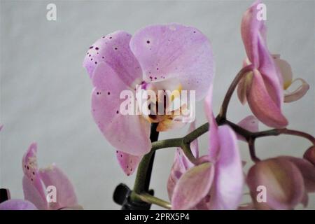 Rosa Blume der Orchidee Marie Stockfoto