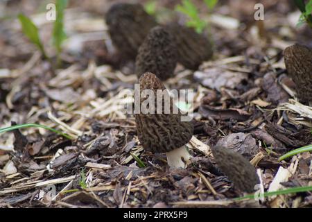 Eine Gruppe spitze Morchel auf Rindenmulch Stockfoto