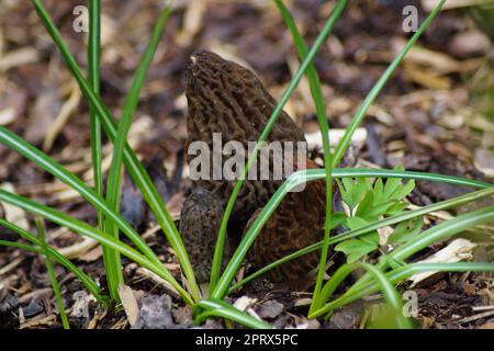 Eine Gruppe spitze Morchel auf Rindenmulch Stockfoto