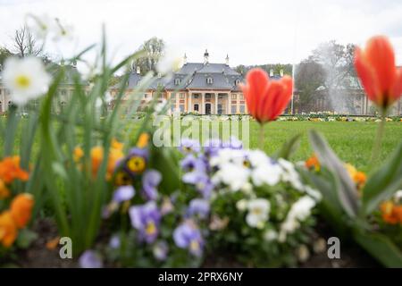 Dresden, Deutschland. 27. April 2023. Blumen vor dem Bergpalais im Pillnitz-Palast. Die Ausstellung 'Pflanzenfieber. Botany, man, Design“ auf dem gesamten Palastgelände und kann vom 29. April bis 31. Oktober 2023 gesehen werden. Kredit: Sebastian Kahnert/dpa/Alamy Live News Stockfoto