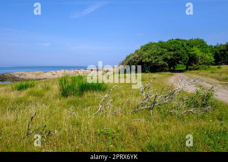 Wunderschöne Landschaft und Vegetation an der Westküste der Landzunge Hammeren an der Nordspitze der Insel Bornholm, Dänemark, Skandinavien, Europa. Stockfoto