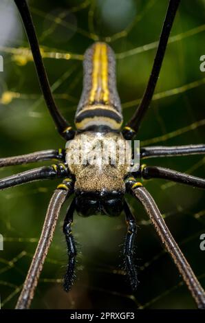 Weibliche Golden Weaver Spider, Nephila pilipes, im Web, Klungkung, Bali, Indonesien Stockfoto