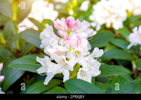 Leuchtend pinkfarbenes und weißes Rhododendron Hybridum Cunninghams Weiße Blüten mit grünen Blättern im Garten im Frühling. Stockfoto