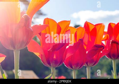 Leuchtend rote blühende Tulpenblüten auf dem Feld im Frühling. Stockfoto