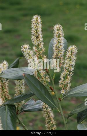 Geschlossene Blooming-Anlage, ein Prunus laurocerasus caucasica Stockfoto