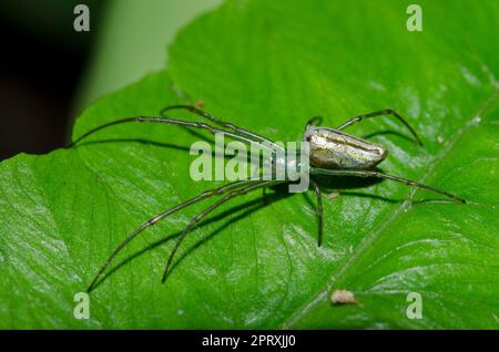 Orchard Orbweaver, Leucauge venusta, on leaf, Klungkung, Bali, Indonesien Stockfoto