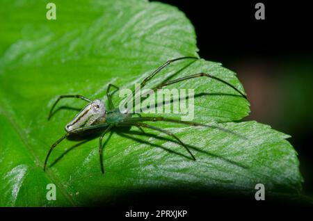 Orchard Orbweaver, Leucauge venusta, on leaf, Klungkung, Bali, Indonesien Stockfoto