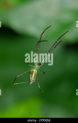 Orchard Orbweaver, Leucauge venusta, on Web Thread, Klungkung, Bali, Indonesien Stockfoto