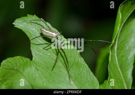 Orchard Orbweaver, Leucauge venusta, on leaf, Klungkung, Bali, Indonesien Stockfoto