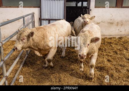 Charolais Rinderkälber in einem Futterhof Stockfoto