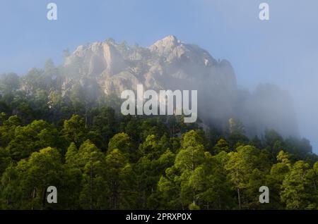 Klippe des Morro de Pajonales und Wald der Kanarischen Insel Kiefer Pinus canariensis im Nebel. Reserve von Inagua. Gran Canaria. Kanarische Inseln. Spanien. Stockfoto