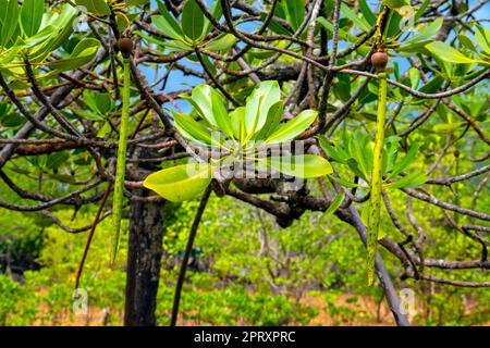 Mangroven mit Samen, die von tropischen Mangrovenbäumen am Strand mit Ebbe hängen, Pulau Mawar, Endau, West Malaysia. Stockfoto
