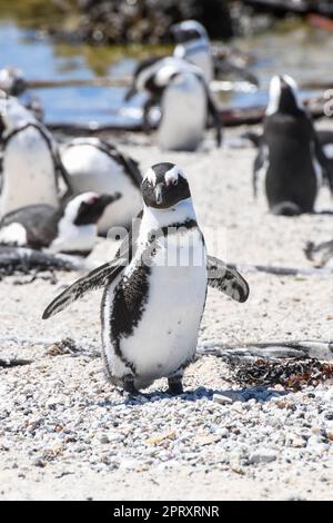 Pinguinkolonie in Stony Point in Betty's Bay in Südafrika Stockfoto