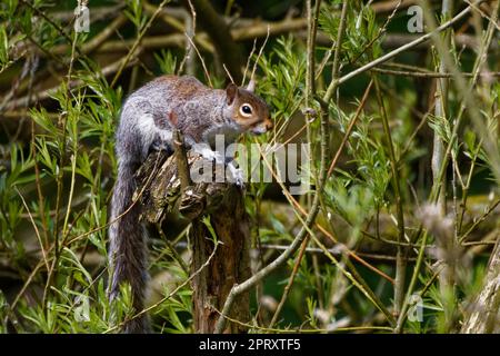 Graues Eichhörnchen (Sciurus carolinensis) auf kleinem Baumstumpf Stockfoto