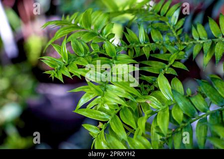 Leuchtend grüne bunya-Kiefer oder einfach bunya (Araucariaceae Araucaria bidwillii Hook.) Blätter. Stockfoto