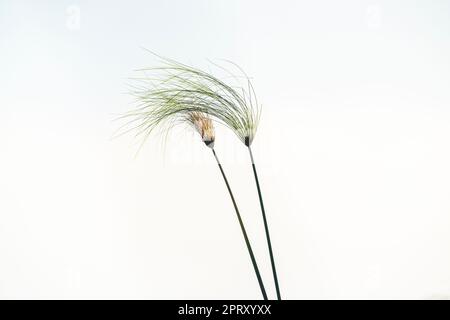 Papyrus-Pflanzen (Cyperus papyrus) gegen blauen Himmel. Caprivi Strip, Kwando River, Bwabwata National Park, Namibia, Afrika Stockfoto