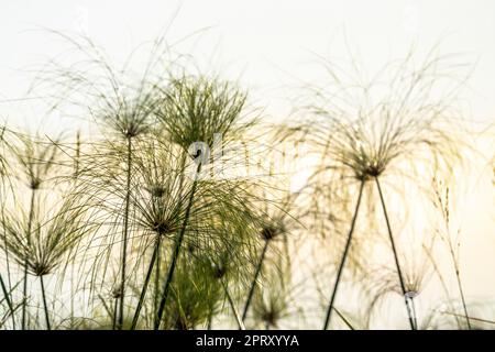 Papyrus-Samenköpfe (Cyperus papyrus) gegen den blauen Himmel. Caprivi Strip, Kwando River, Bwabwata National Park, Namibia, Afrika Stockfoto