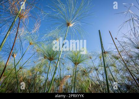 Papyrus-Samenköpfe (Cyperus papyrus) gegen den blauen Himmel. Caprivi Strip, Kwando River, Bwabwata National Park, Namibia, Afrika Stockfoto