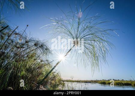 Papyrus-Pflanzen (Cyperus papyrus) gegen blauen Himmel. Caprivi Strip, Kwando River, Bwabwata National Park, Namibia, Afrika Stockfoto