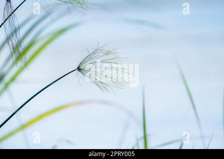 Papyrus-Pflanzen (Cyperus papyrus) gegen blauen Himmel. Caprivi Strip, Kwando River, Bwabwata National Park, Namibia, Afrika Stockfoto