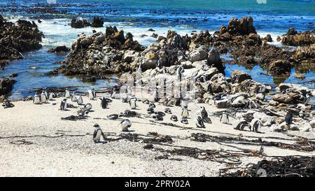 Pinguinkolonie in Stony Point in Betty's Bay in Südafrika Stockfoto