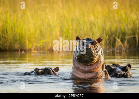 Hippo (Hippopotamus amphibisch) fordert beim Anheben seines Kopfes heraus. Wütender Gesichtsausdruck. Kwando River, Bwabwata Nationalpark, Namibia, Afrika Stockfoto