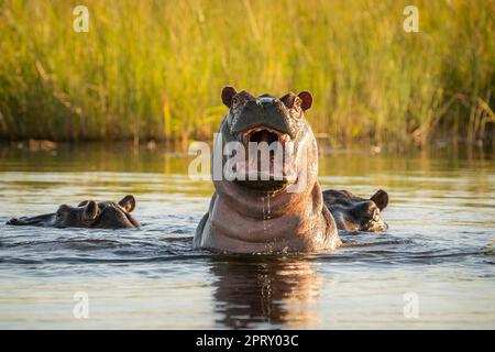 Hippo, (Hippopotamus amphibius) Herausforderung mit offenem Mund. Wütender Gesichtsausdruck. Kwando River, Bwabwata Nationalpark, Namibia, Afrika Stockfoto