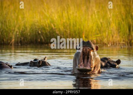 Hippo (Hippopotamus amphibum) fordert, seine Zähne zu zeigen. Wütender Gesichtsausdruck. Kwando River, Bwabwata Nationalpark, Namibia, Afrika Stockfoto