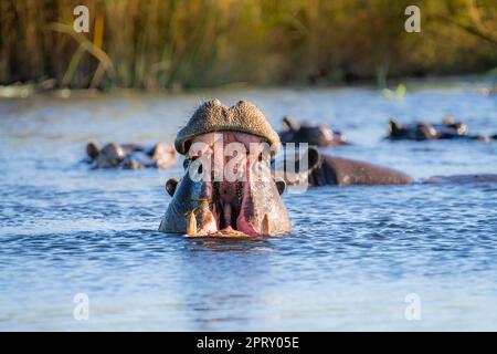 Hippo (Hippopotamus amphibius) ist eine Herausforderung. Nilpferd-Unterwasser-Mund offen. Wütender Gesichtsausdruck. Kwando River, Bwabwata-Nationalpark, Vietnam Stockfoto