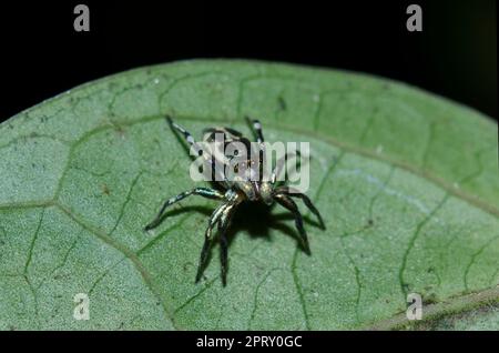 Springspinne, Cosmophasis sp., auf Blatt, Klungkung, Bali, Indonesien Stockfoto