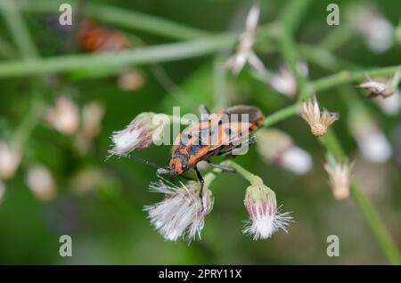 Darth Maul Bug, Spilostethus hospes, auf Blume, Saba, Bali, Indonesien Stockfoto