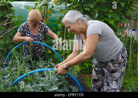 Ältere Frau und Erwachsene Tochter arbeiten zusammen an einem Zutritt Stockfoto