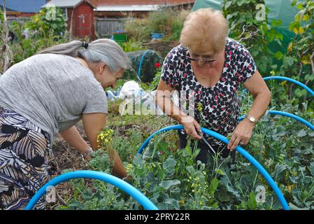 Ältere Frau und Erwachsene Tochter arbeiten zusammen an einem Zutritt Stockfoto