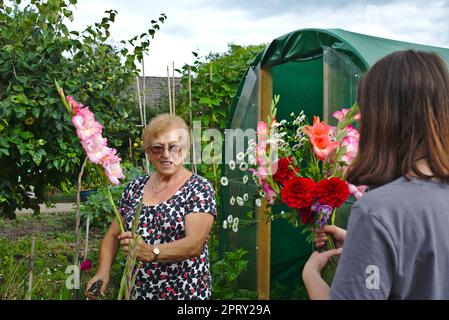 Reife Frau mit ihrer Enkelin, die selbst gezüchtete Blumen pflückt. Stockfoto