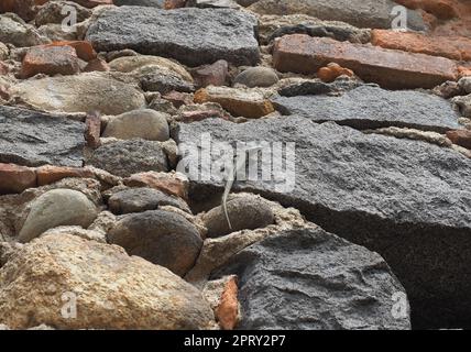 Echsenname Lacertilia von Reptilien der Tierklasse an einer Steinmauer Stockfoto