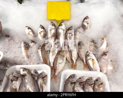 Roter schweinefisch. Frischer Pagrus oder roter schweinefisch in Eis Stockfoto