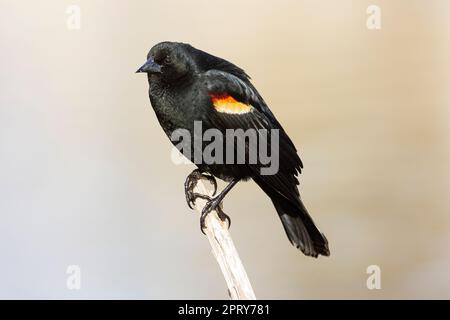 Roter Flügelschwarzer Vogel (Agelaius phoeniceus) mit unscharfem Hintergrund. Baum Lake – Shasta County, Kalifornien, USA. Stockfoto