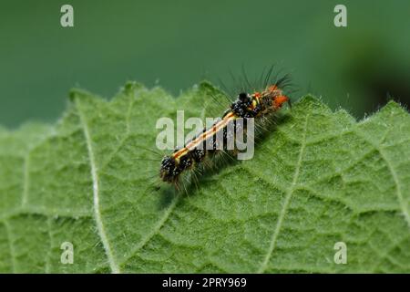 Die Raupen essen eifrig frische Blätter. Stockfoto