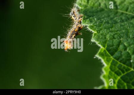 Die Raupen essen eifrig frische Blätter. Stockfoto