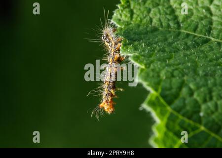 Die Raupen essen eifrig frische Blätter. Stockfoto