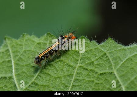 Die Raupen essen eifrig frische Blätter. Stockfoto