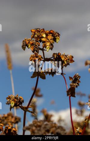 Reife Buchweizenpflanzen auf dem Feld. Selektiver Fokus. Geringe Schärfentiefe. Stockfoto