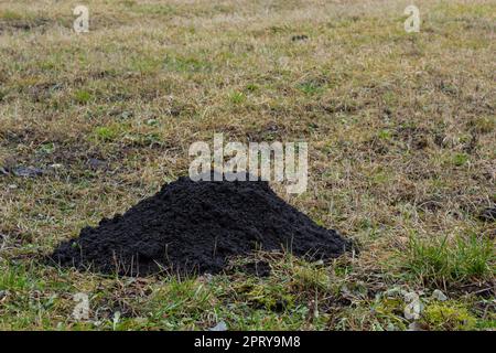 Mücken. Maulwurfhügel. Maulwurfhügel. Eine Wiese, die durch eine Gruppe von Maulwürfen beschädigt wurde und im Garten Schäden verursacht, die von Tieren verursacht werden, die im Boden Gräber graben Stockfoto