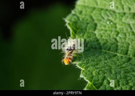 Die Raupen essen eifrig frische Blätter. Stockfoto