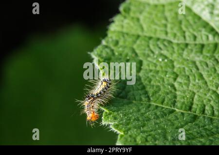 Die Raupen essen eifrig frische Blätter. Stockfoto