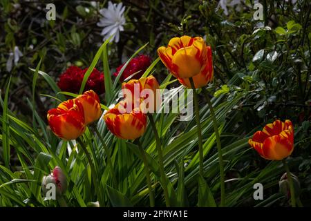 Tulpen im Garten, Hamburg, Deutschland Stockfoto