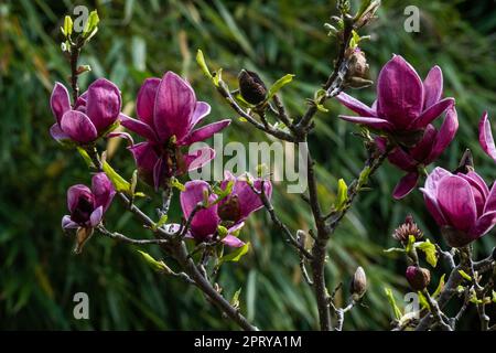 magnolie im Garten, Hamburg, Deutschland Stockfoto