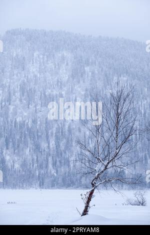 Einsamer Birkenbaum im Schneefeld vor dem Hintergrund des Winter Taiga Waldes unter starkem Schnee am Ufer des Teletskoe Sees. Iogach, Altai. Stockfoto