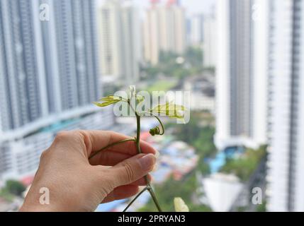 Anbau von Passionsfruchtpflanzen in der Hand und Wolkenkratzer im Hintergrund. Stockfoto