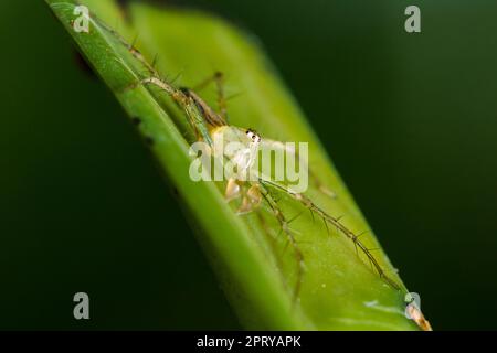 Oxyopes javanus Throll auf den Blättern kann springen, um Beute zu fangen. Stockfoto